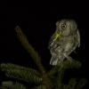 Vyrecek maly - Otus scops - European Scops-Owl 8235